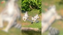 Leniwy odpoczynek lemurów