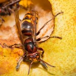 Lep na szerszenie - lecą jak szalone. Koniecznie wyrzuć to do śmieci