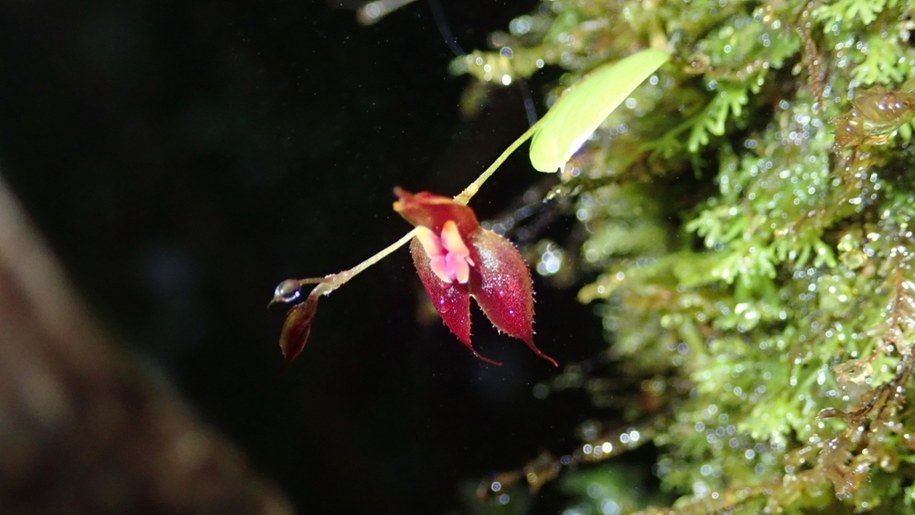 Lepanthes sp. nov /Fot. Marta Kolanowska /
