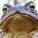 Lepiej trzymać się z daleka. Powinni uważać szczególnie właściciele zwierząt