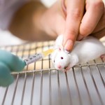 Lepsze leki przeciwbólowe dzięki myszom odpornym na zimno