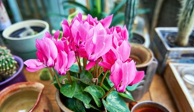 Lepszej dekoracji na zimę nie znajdziesz. Ta roślina ożywi wnętrze barwnymi kwiatami