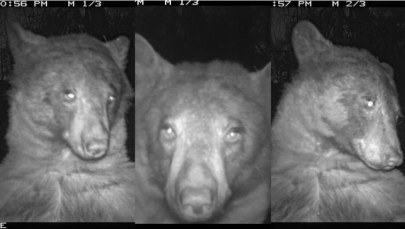 Lepszy od Kardashianki! Niedźwiedź zrobił sobie 400 selfie