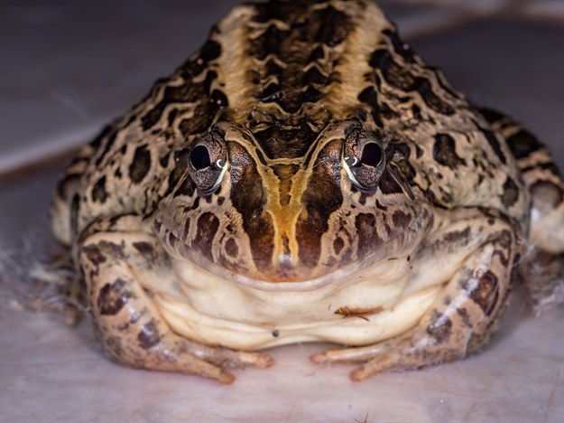 Leptodactylus fallax, czyli żaba gigant /Shutterstock