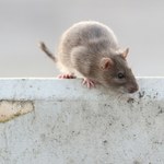 Lepy na gryzonie do kosza. Przyrodnicy chcą bezwzględnego zakazu