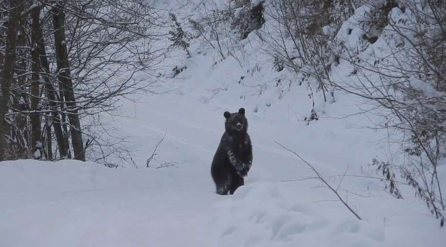 Lesiu na kadrze z filmu opublikowanego przez Nadleśnictwo Baligród /Facebook /Zrzut ekranu