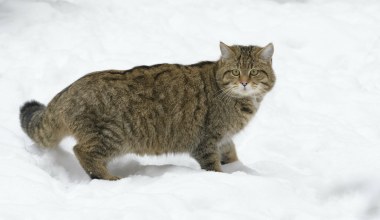 Leśne koty mogą okazać się skarbem w Polsce. Zaczęły robić coś nietypowego