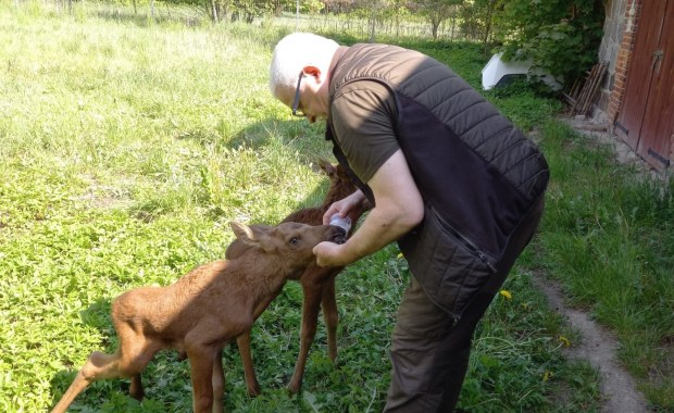 Leśni kidnaperzy. Chcą pomóc, a szkodzą