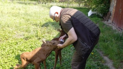 Leśni kidnaperzy. Chcą pomóc, a szkodzą