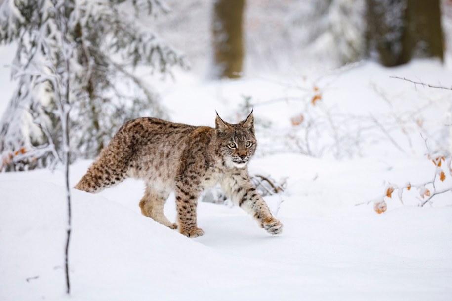 ​Oko w oko z dzikim kotem. Rysie z Pomorza Zachodniego podbiły internet!