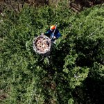 Leśnicy alpiniści wchodzą na najwyższe drzewa. Wszystko dla ptaków
