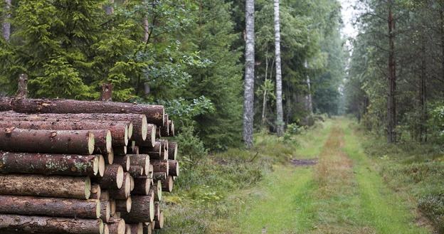 Leśnicy będą pilnować, by quady nie niszczyły lasów / Fot: Andrzej Hulimka /Reporter