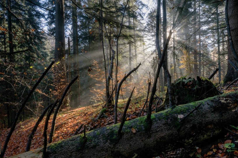 Leśnicy chcą wyciąć w Karpatach setki ogromnych, starych drzew. Ekolodzy przekonują, że zaburzy to wyjątkowy ekosystem obszaru i zagrozi m.in. występującym tam orłom przednim /ADAM LAWNIK /East News