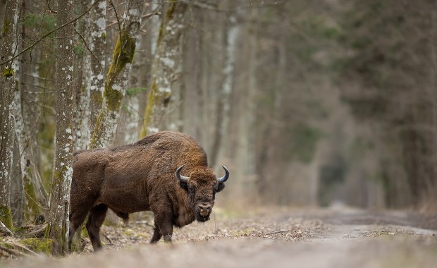 Leśnicy dokarmiają żubry. Wśród przysmaków dynie