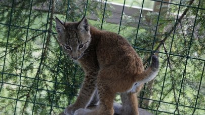 Leśnicy opiekują się małym rysiem