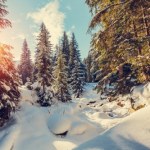 trop Leśnicy opublikowali zdjęcia i namawiają. "Trzeba tylko umieć je odczytać"