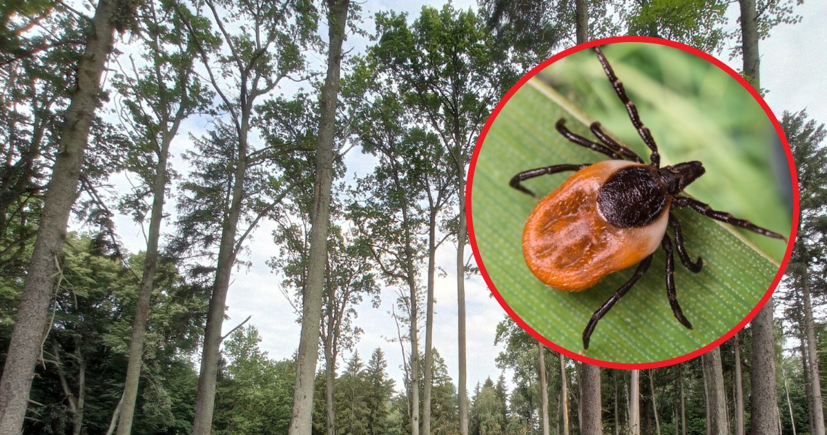 Leśnicy ostrzegają przed kleszczami, które ze względu na wysokie temperatury, grasują już w polskich lasach /EastNews/Picsel /Hubert Hardy /East News