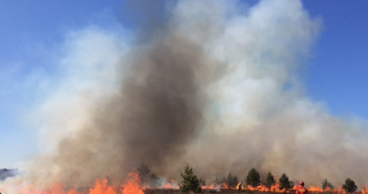 Leśnicy podpalili pięciohektarowe wrzosowisko