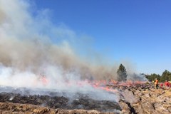 Leśnicy podpalili pięciohektarowe wrzosowisko