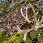 Leśnicy pokazali skarb. "Czasem wystarczy spojrzeć pod nogi"