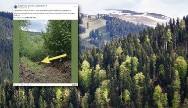 Leśnicy pokazali wyjątkowe zdjęcie. "Czasami warto spojrzeć za siebie"