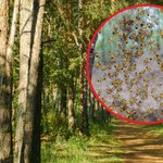 Leśnicy pokazali zdjęcie „pajęczych dzieci”. Niezwykły widok w polskim lesie