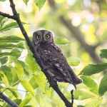 Leśnicy potwierdzają. Oficjalnie mamy kolejny gatunek sowy w Polsce