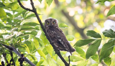 Leśnicy potwierdzają. Oficjalnie mamy kolejny gatunek sowy w Polsce