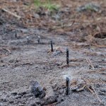 Leśnicy przecierali oczy. Ktoś zamontował w lesie tajemniczą pułapkę