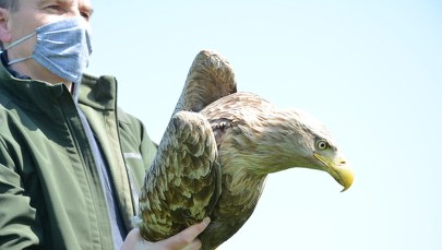 Leśnicy uratowali orła bielika. "Ktoś prawdopodobnie chciał go otruć"