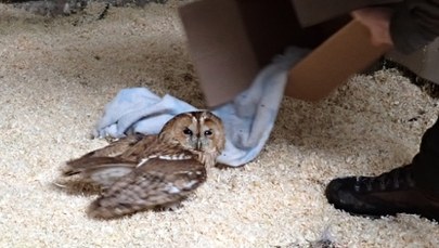 Leśnicy uratowali osłabioną sowę. Pomoc nadeszła w ostatniej chwili