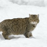 las Leśnicy wrzucili niezwykły filmik. "Pojawia się, gdy las spowija mrok"