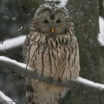 Leśnicy wydali ważny komunikat do kierowców. Chwila nieuwagi może skutkować tragedią