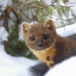 Głuszec (dziki ptak)