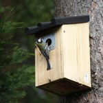 Leśnicy z Podkarpacia remontują budki dla ptaków i budują nowe