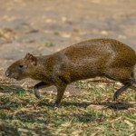 Leśnicy zdębieli. Tego zwierzęcia w polskim lesie jeszcze nie było
