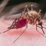 Leśnicy zdradzają sposoby na komary. Skuteczne i tanie! 