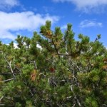 Leśnicy znaleźli coś w kosodrzewinie. To nowy pasożyt w Tatrach