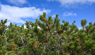Leśnicy znaleźli coś w kosodrzewinie. To nowy pasożyt w Tatrach