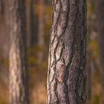 Leśnicy znaleźli w drzewach  pręty. "To mogło skończyć się tragicznie"