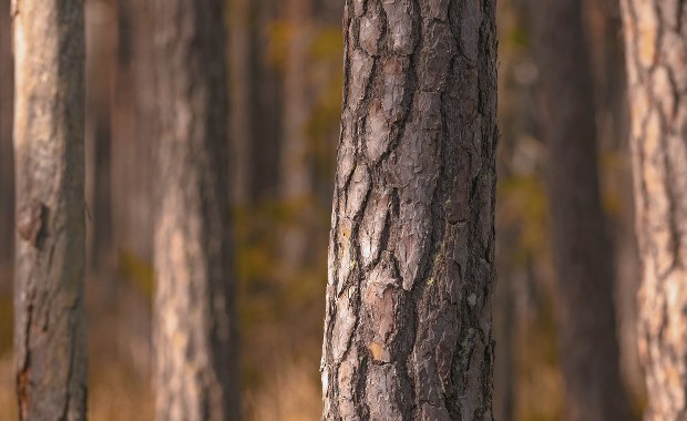Leśnicy znaleźli w drzewach  pręty. "To mogło skończyć się tragicznie"