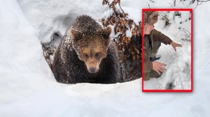 Leśnicy zwracają uwagę na niedźwiedzie. "Uważajcie na siebie"