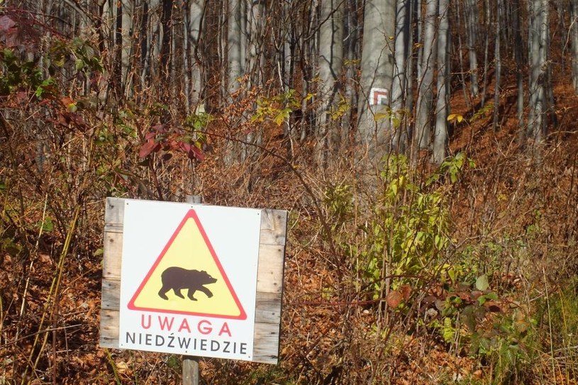 Leśniczy doznał rozległych obrażeń po ataku niedźwiedzicy /Regionalna Dyrekcja Lasów Państwowych w Krośnie /