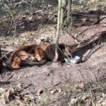 Leśniczy natknął się na psa w lesie. "Historia nie powinna się zdarzyć"