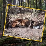 Leśniczy uratował wycieńczonego psa uwięzionego w lesie