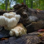 Leśny cudak ma moc właściwości. Nowoczesna nauka potwierdza działanie soplówki jeżowatej