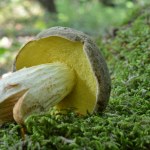 Leśny klasyk, którego łatwo przeoczyć. Dużo smaczniejszy niż prawdziwek