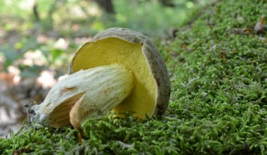 Leśny klasyk, którego łatwo przeoczyć. Dużo smaczniejszy niż prawdziwek