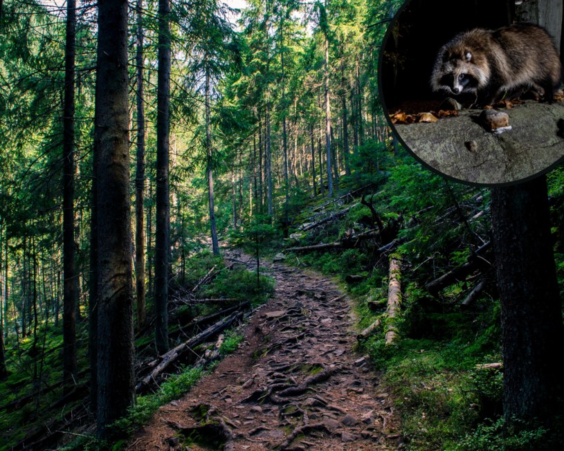 "Leśny Zorro" pojawia się w polskich lasach /Pixel
