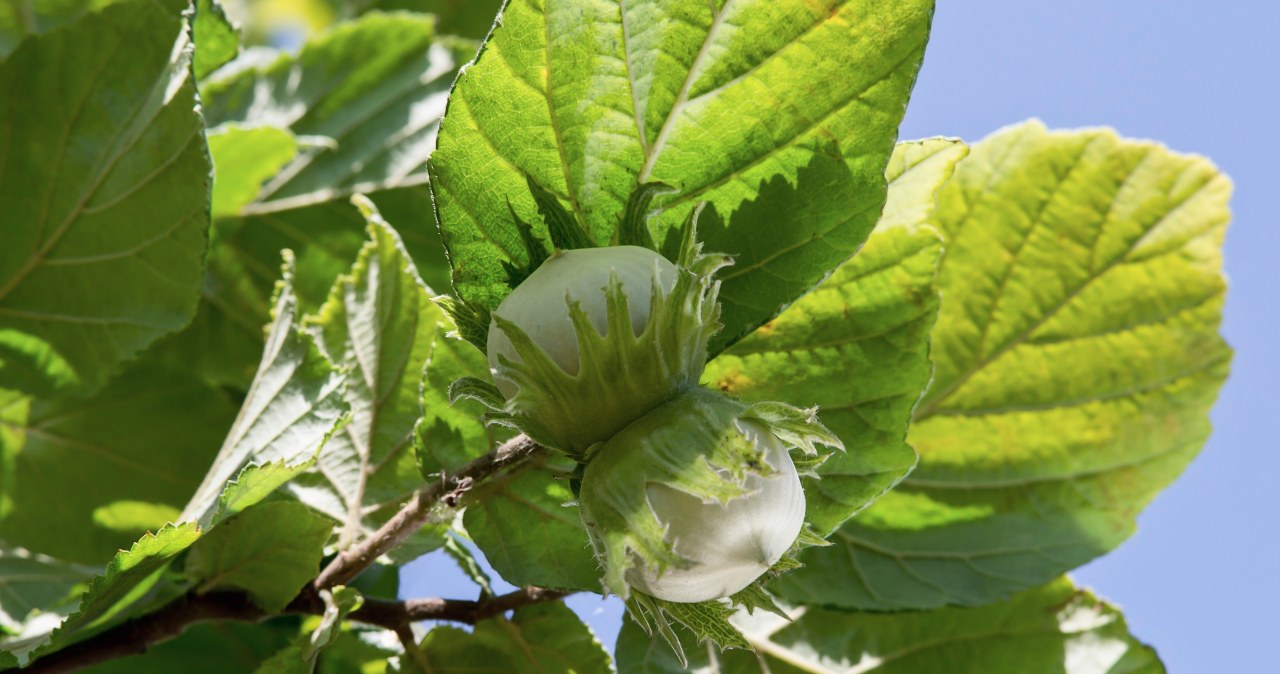Leszczyna również skorzysta na styczniowym cięciu /123RF/PICSEL